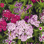 Sweet William flower seeds