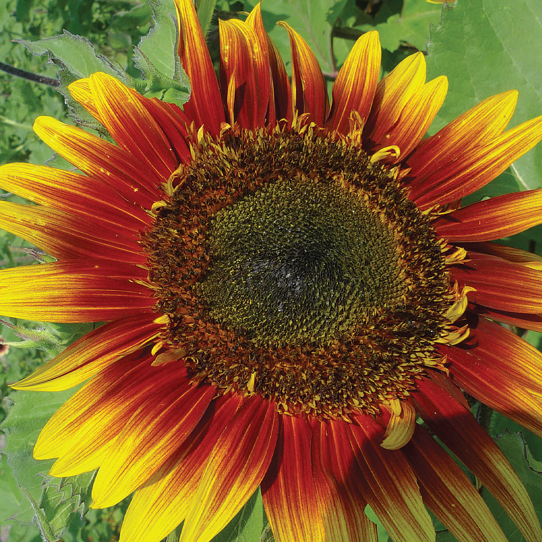 Sunflower, Autumn Beauty flower seeds