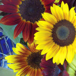 Sunflower, All Sorts Mix seed packet