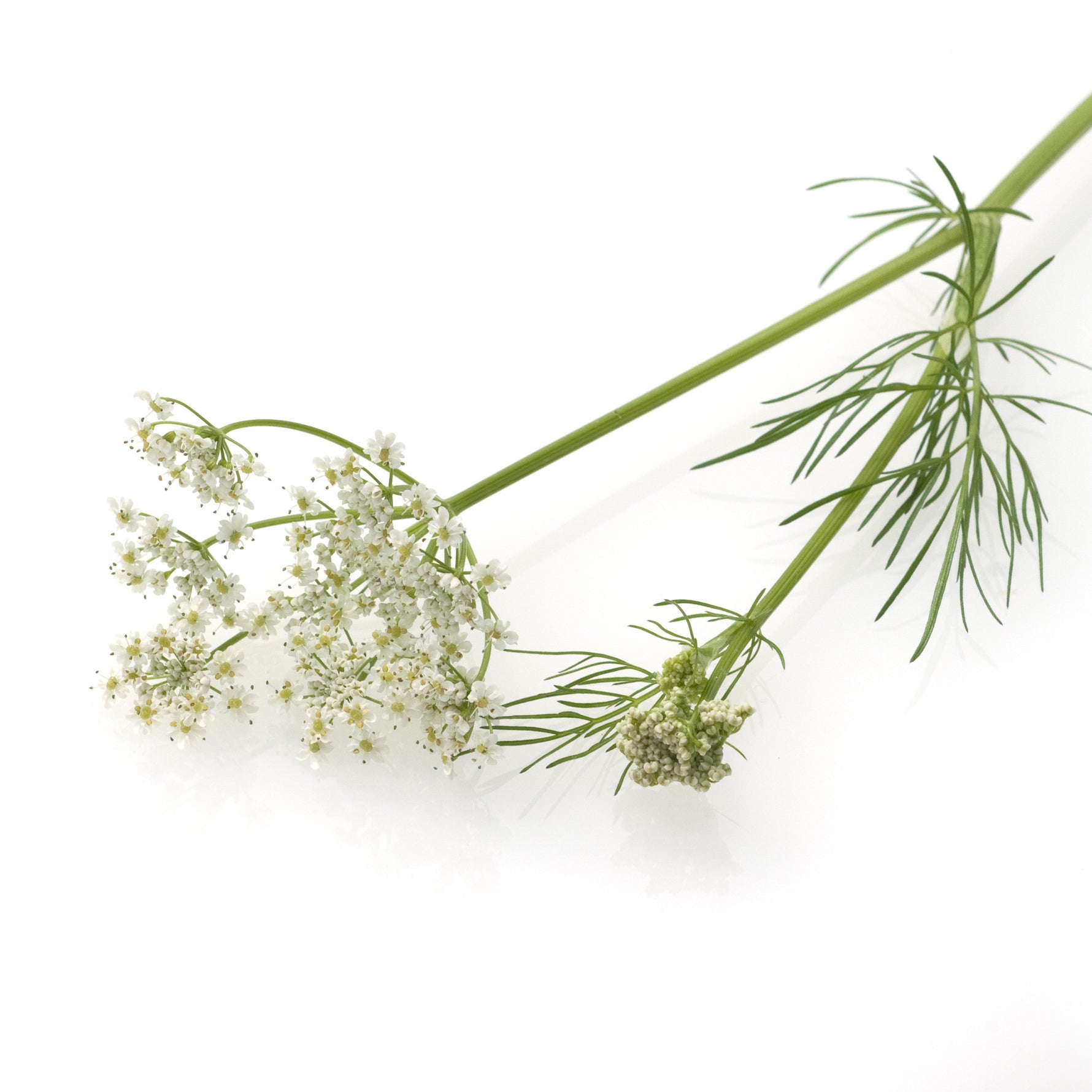 Caraway garden seeds