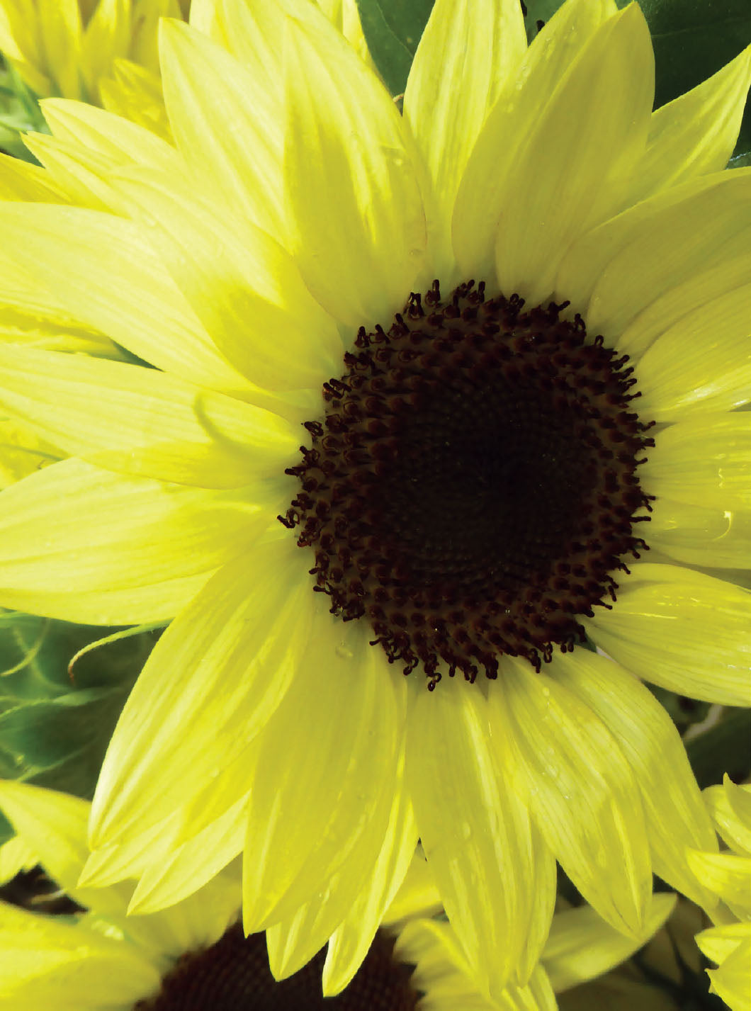 Sunflower, Lemon Queen garden seeds