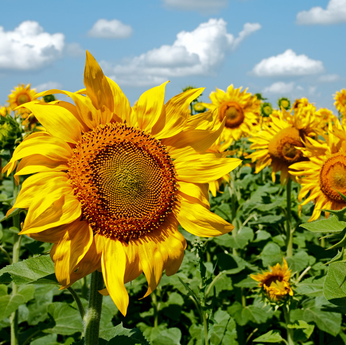 Sunflower, Mammoth seed packet
