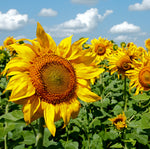 Sunflower, Mammoth seed packet