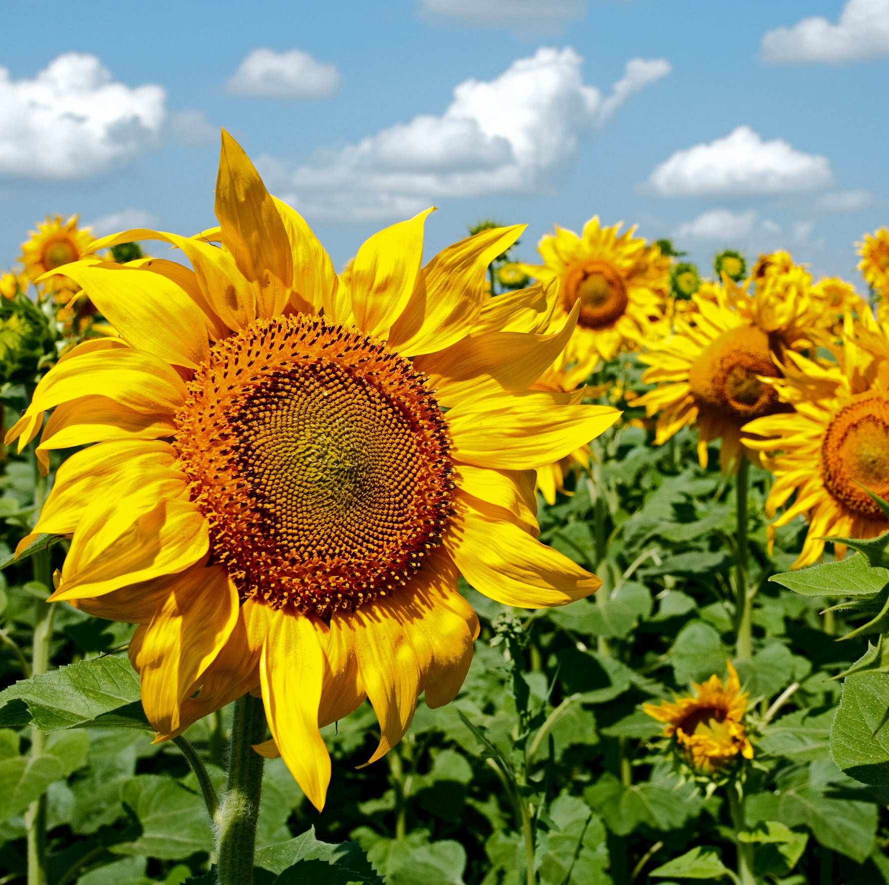 Sunflower, Mammoth seed packet