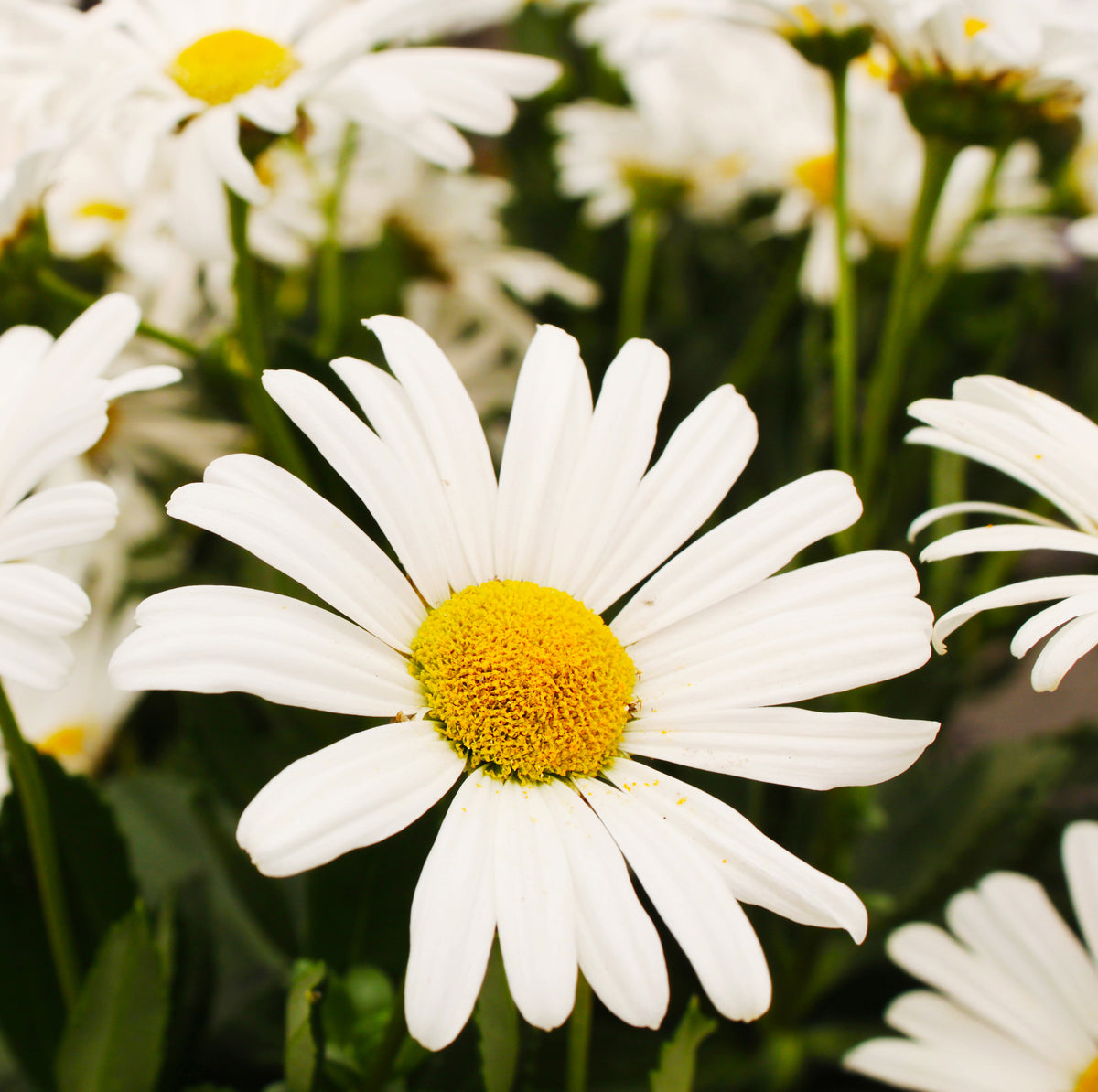 Daisy, Shasta seed packet