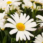 Daisy, Shasta seed packet