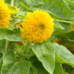 Sunflower, Sungold/Dwarf seed packet