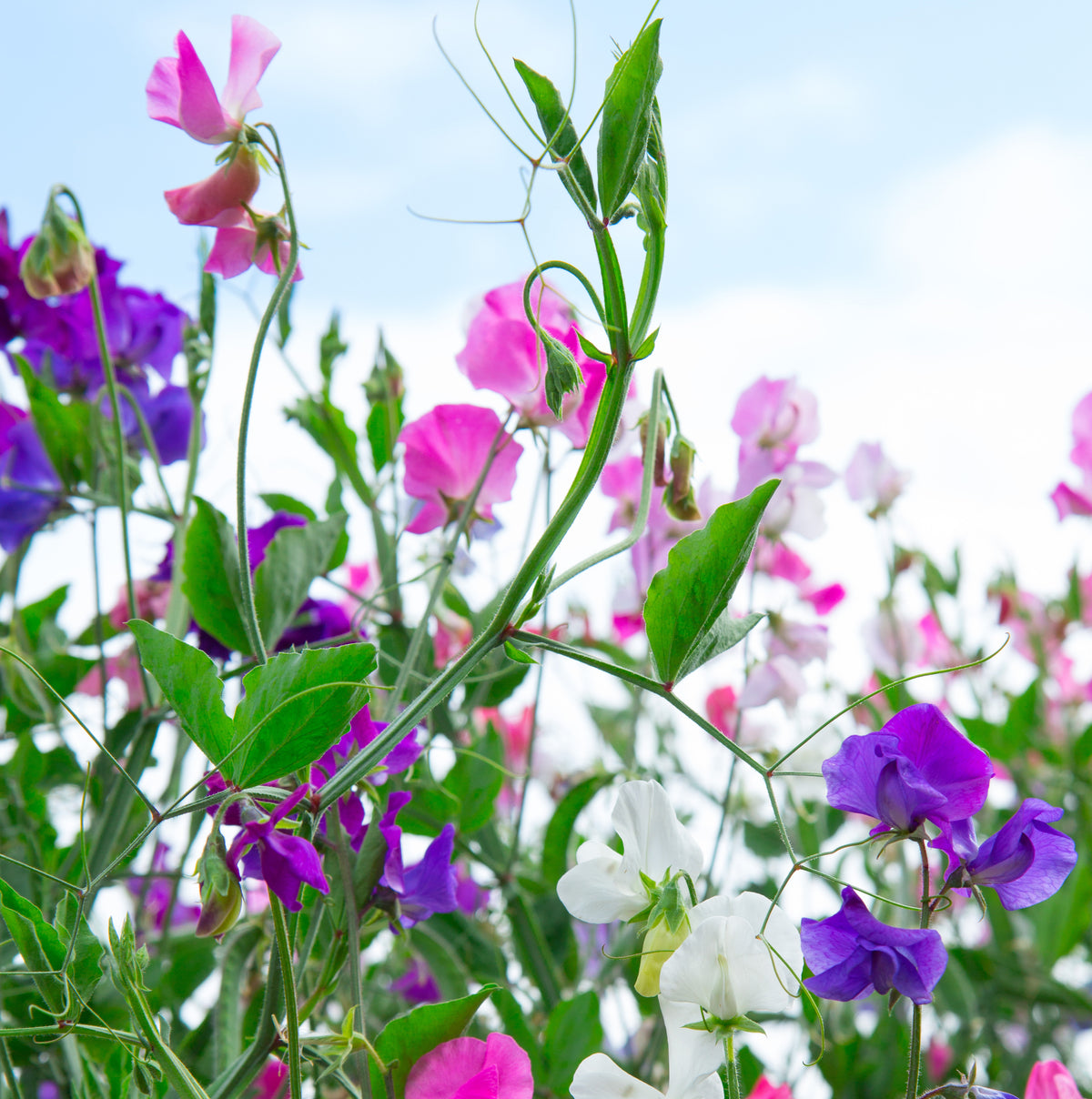 Sweet Pea Flower seed packet