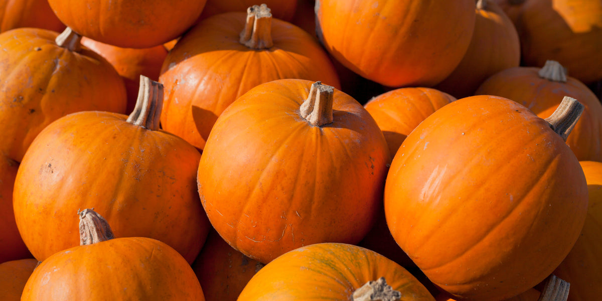 Pumpkin, Small Sugar garden seeds