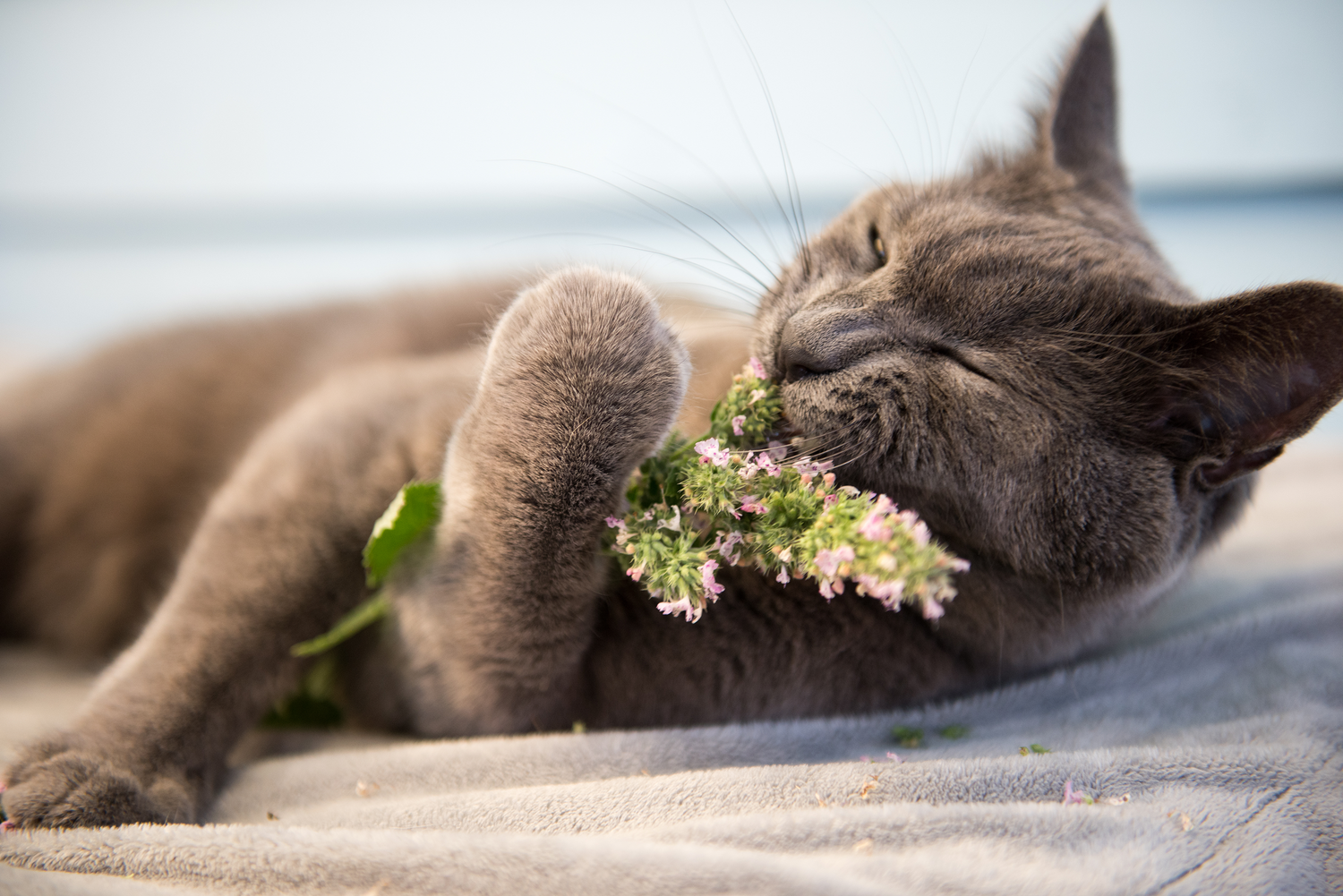 Catnip Seed Packets seed packet