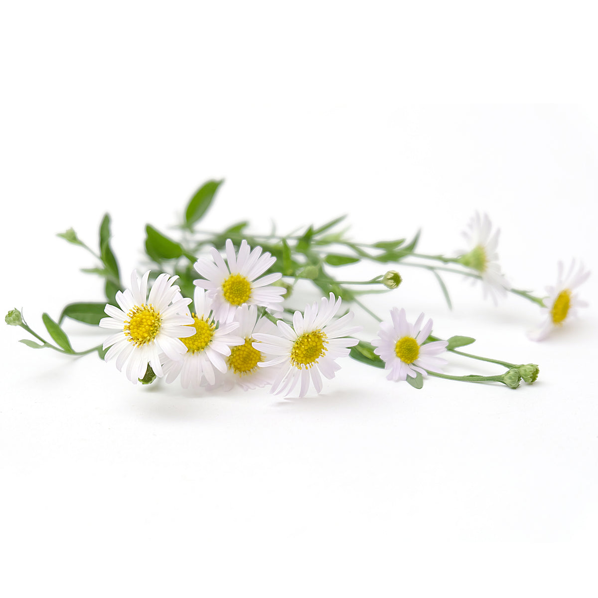 Chamomile flower seeds