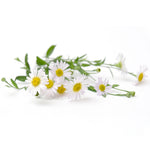 Chamomile flower seeds