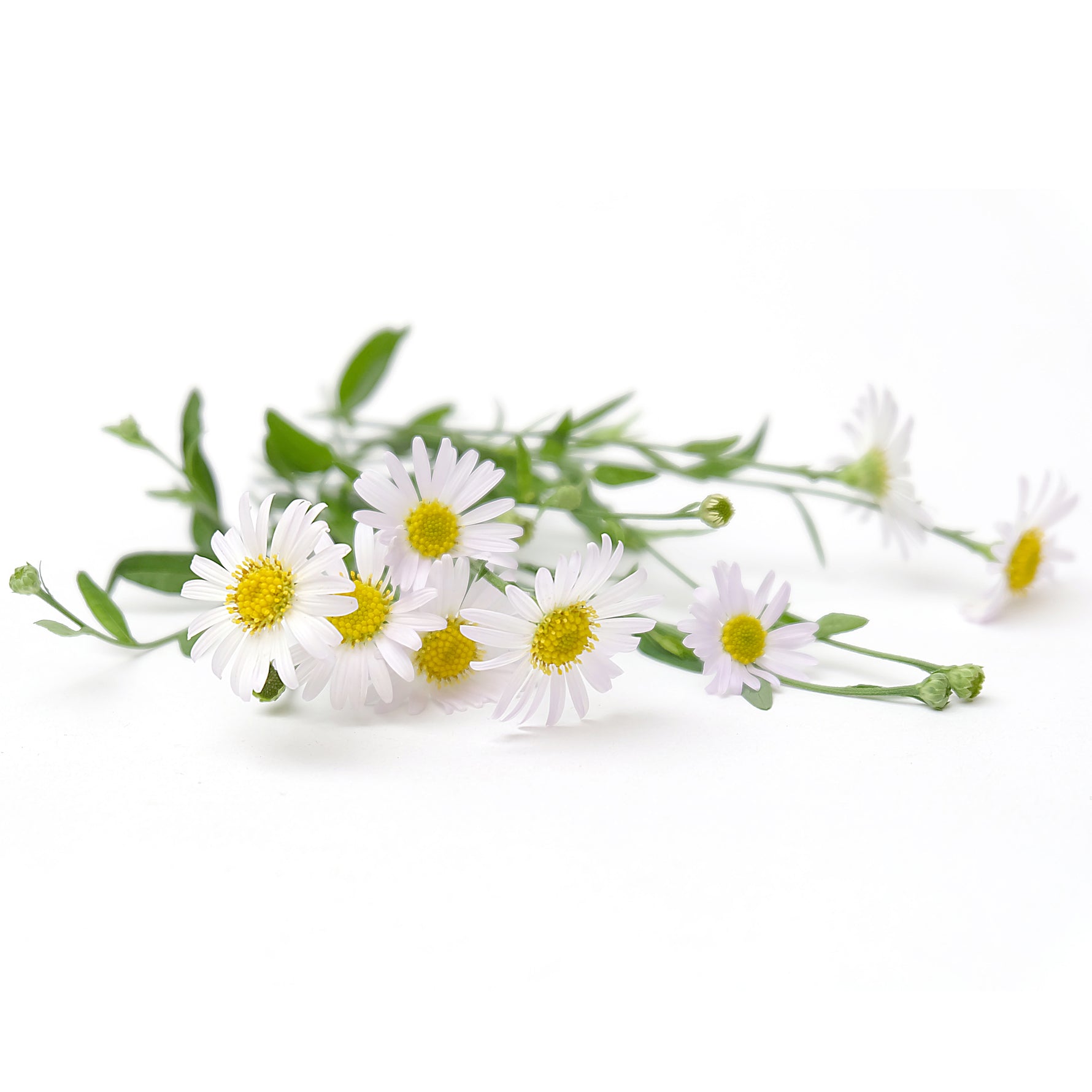 Chamomile flower seeds