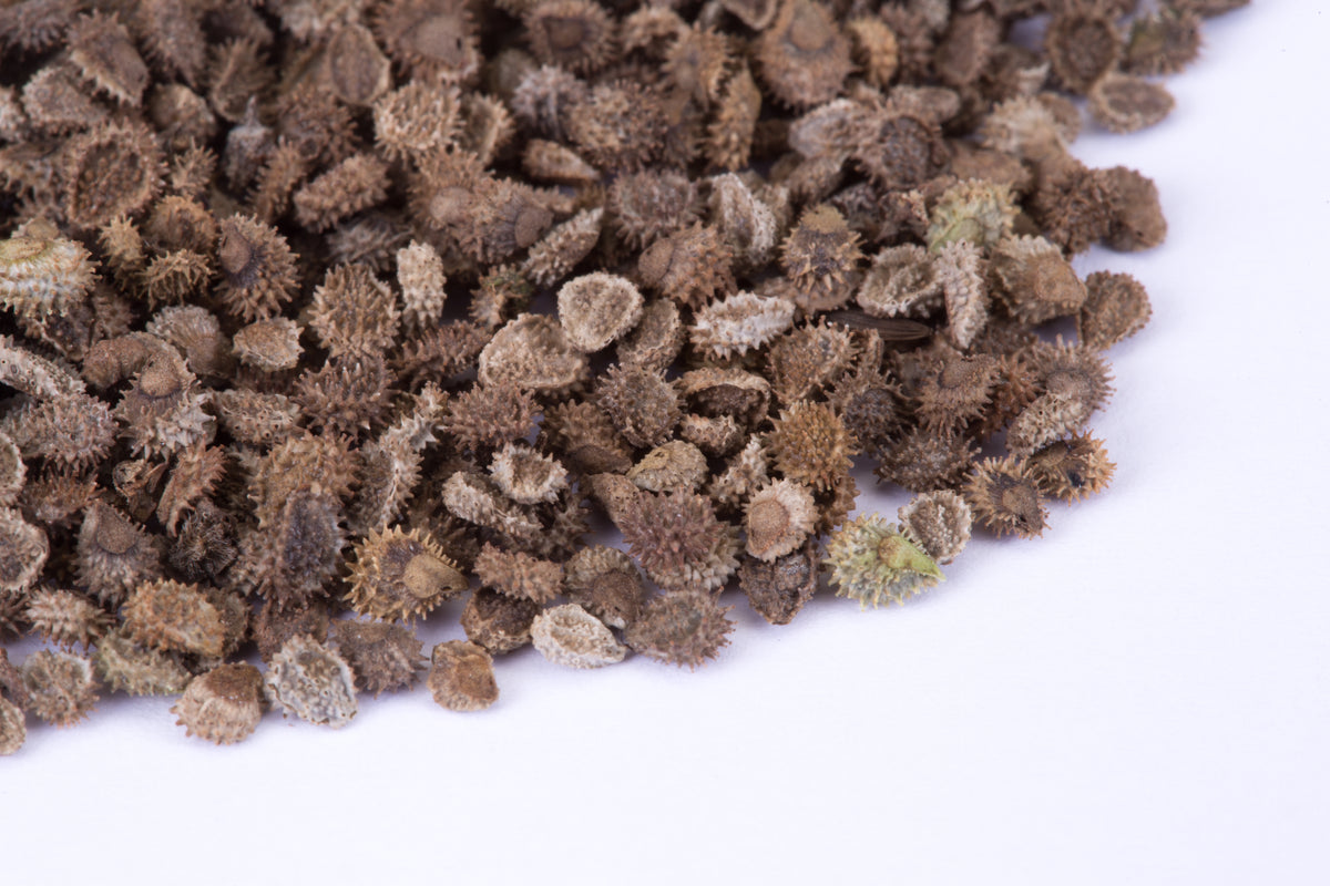 Seeds of Remembrance Memorial garden seeds