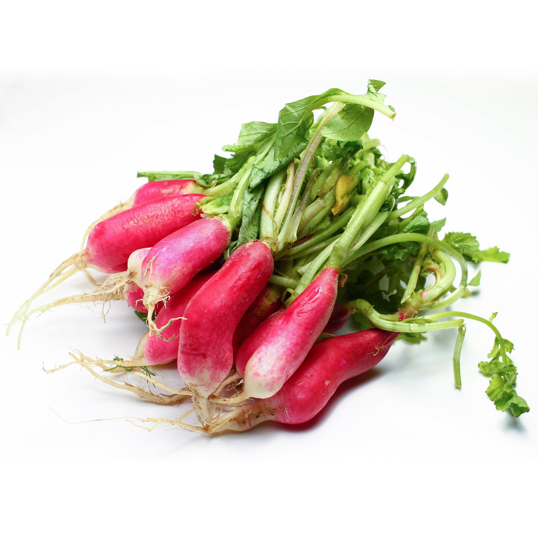 Radish, French Breakfast garden seeds