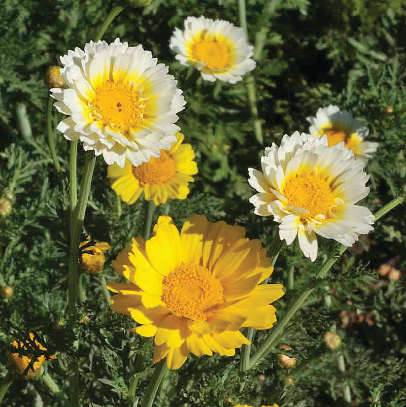 Daisy, Garland Daisy Chrysanthemum Seed Packets flower seeds
