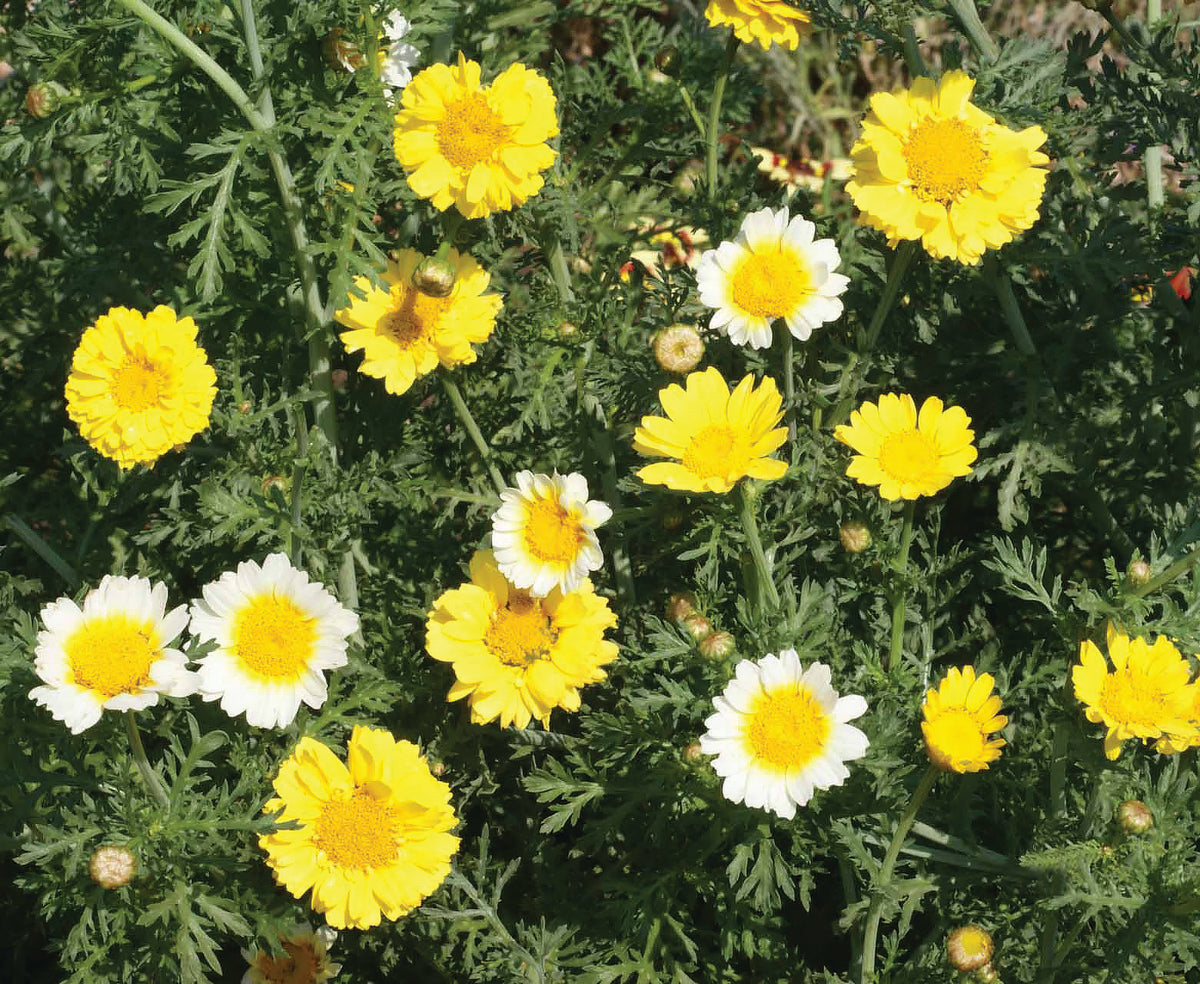 Daisy, Garland Daisy Chrysanthemum Seed Packets flower seeds