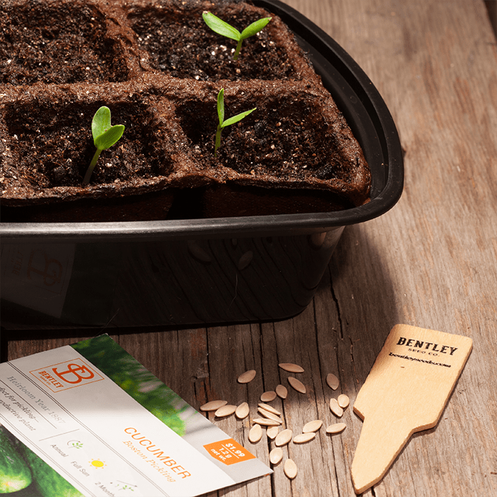 Row Markers, Packs of 10, 25 and 50 garden seeds