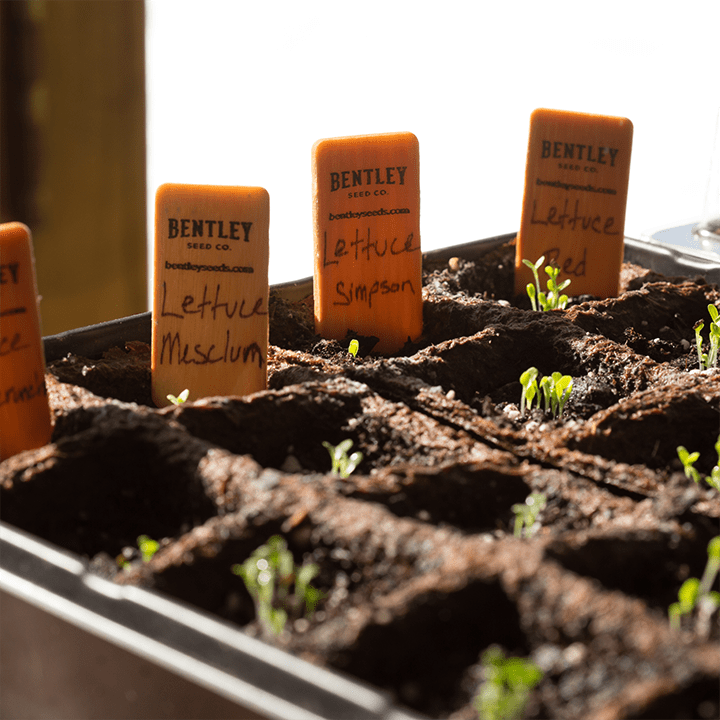 Row Markers, Packs of 10, 25 and 50 garden seeds