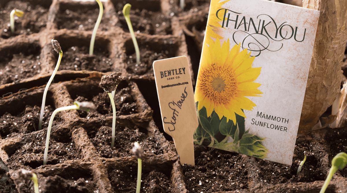 Row Markers, Packs of 10, 25 and 50 garden seeds