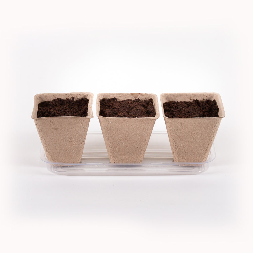 Window Garden Starter Kit flower seeds