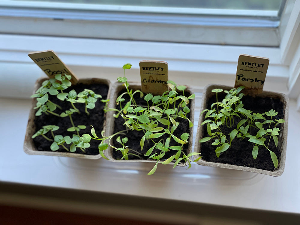 Window Garden Starter Kit flower seeds