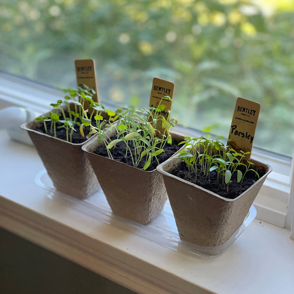 Window Garden Starter Kit flower seeds