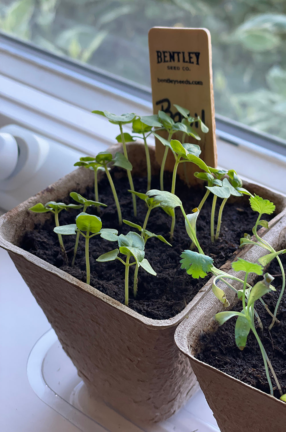 Window Garden Starter Kit flower seeds