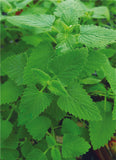Lemon Balm This special herb has so many uses! Commonly used to treat insomnia and upset stomach. It can also be added to oils or lotions. Bentley Seed