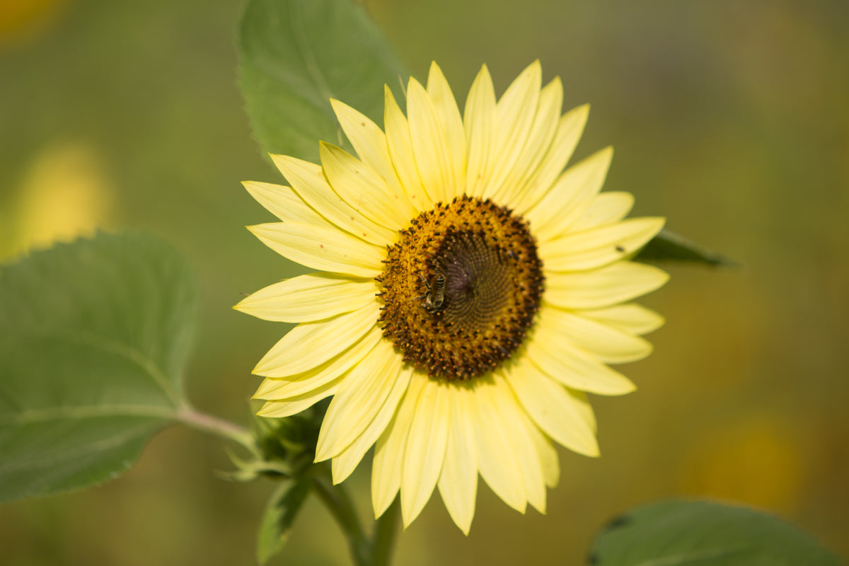 Sunflower, Lemon Queen Seed Packets garden seeds