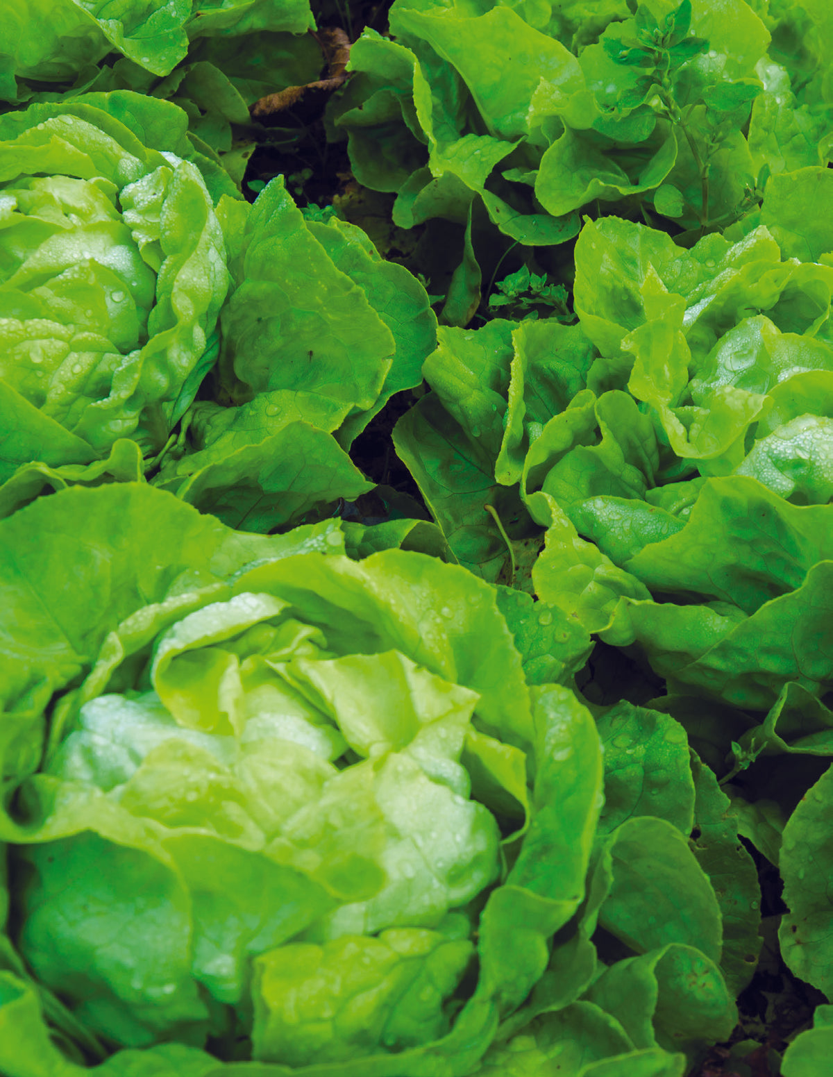 Fresh heads of Buttercrunch Lettuce.