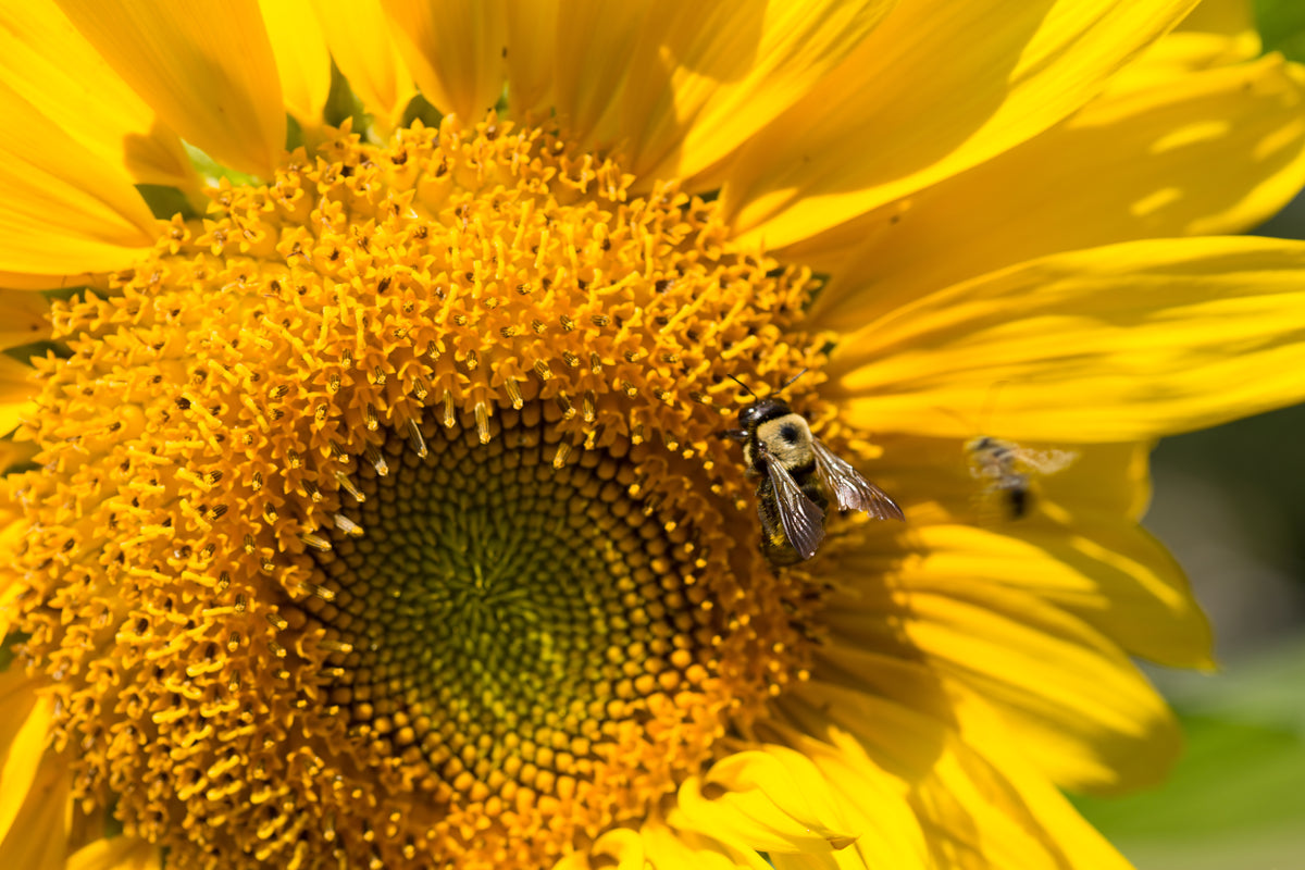 Sunflower, Mammoth Seed flower seeds