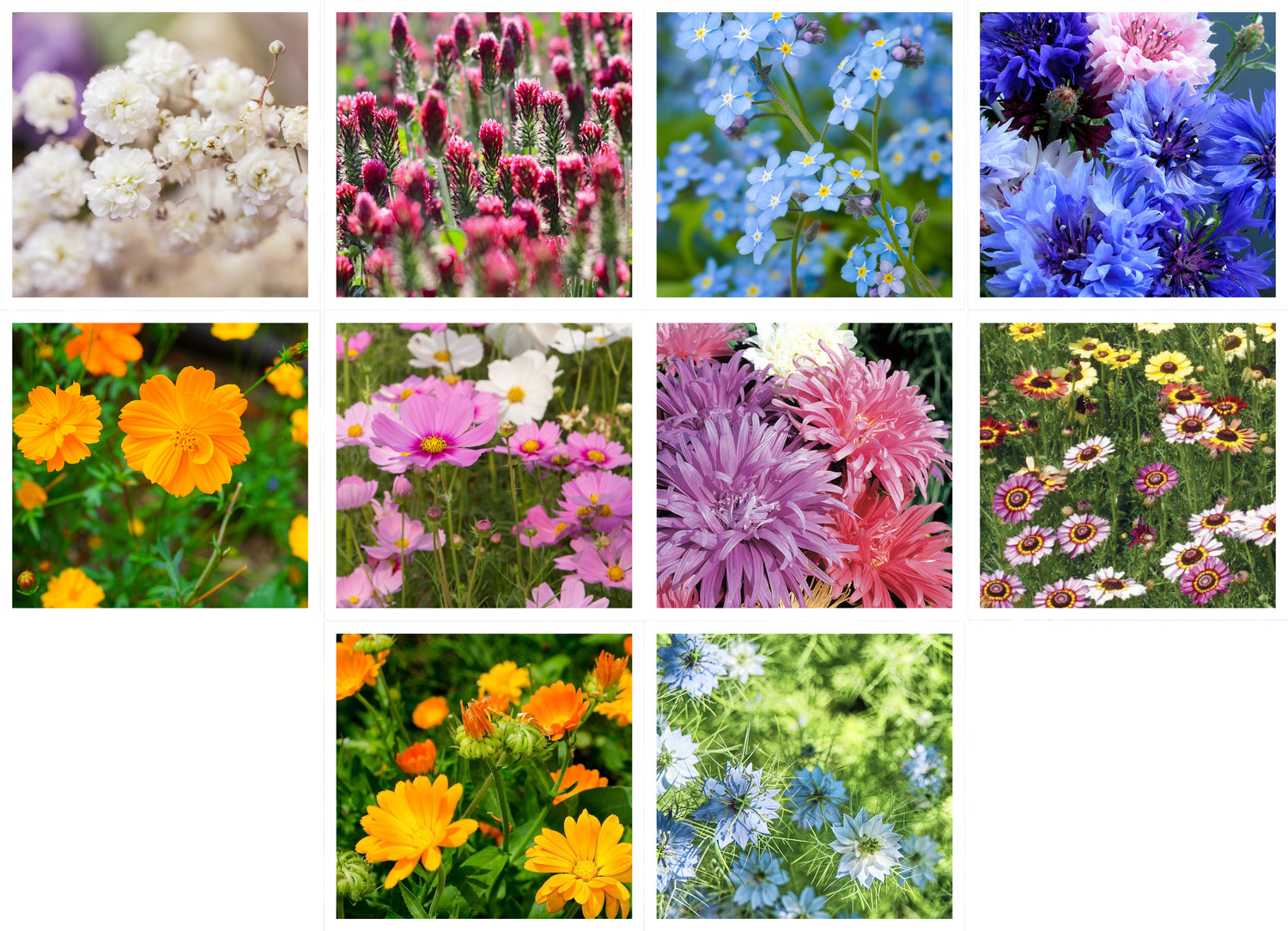 Wildflower, Cut Flower Wildflower Mix Seed Packets garden seeds