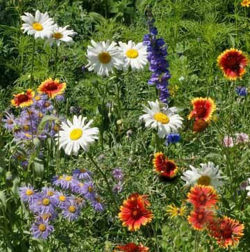 Mountain Wildflower Mix seed packet