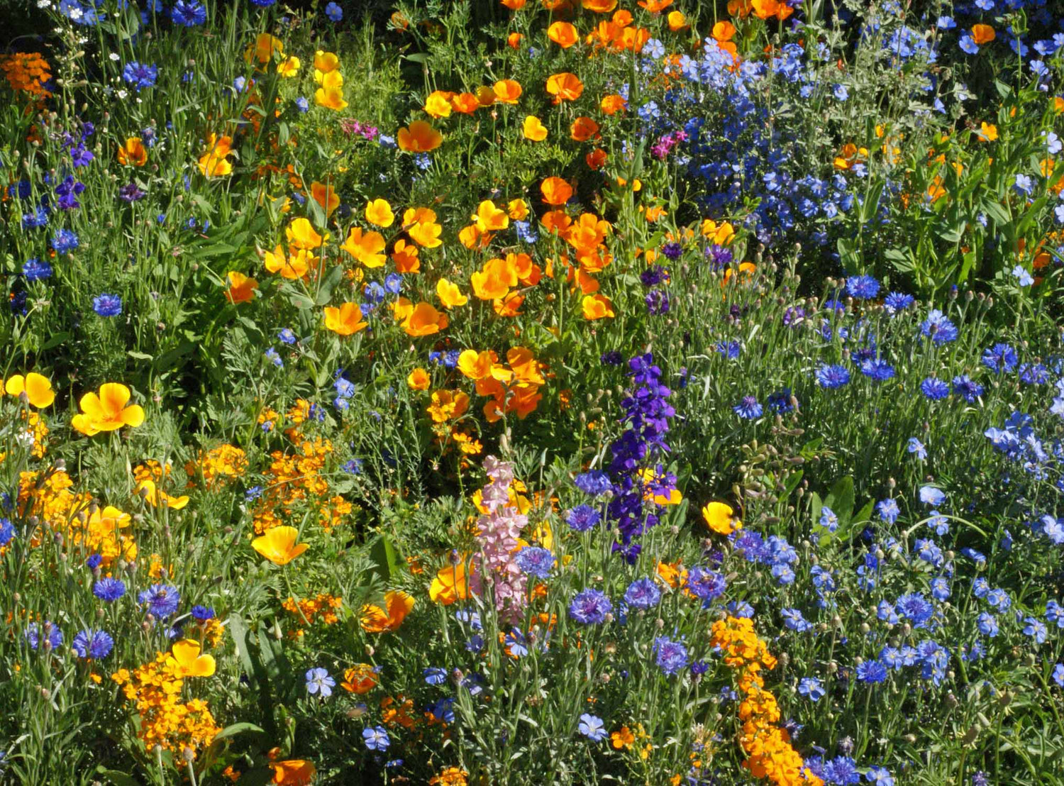 Mountain Wildflower Mix seed packet