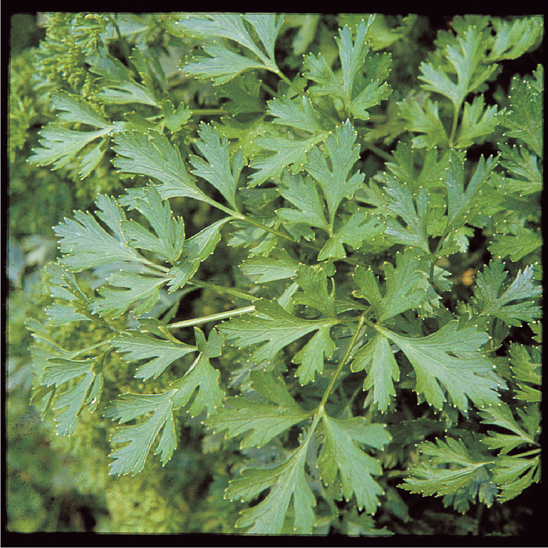 Parsley, Plain Italian Seed Packets seed packet