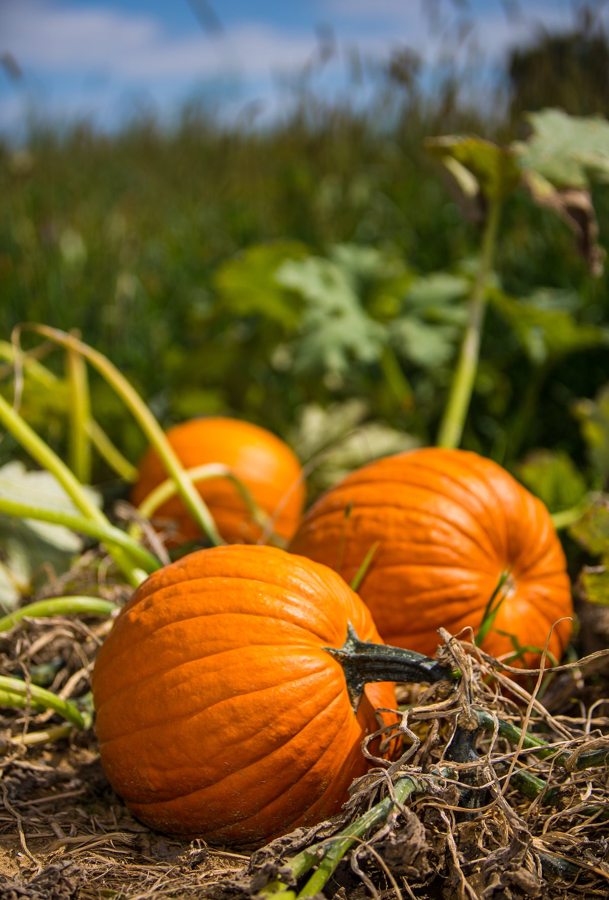 Three Jack O' Lantern Pumpkins on farm.