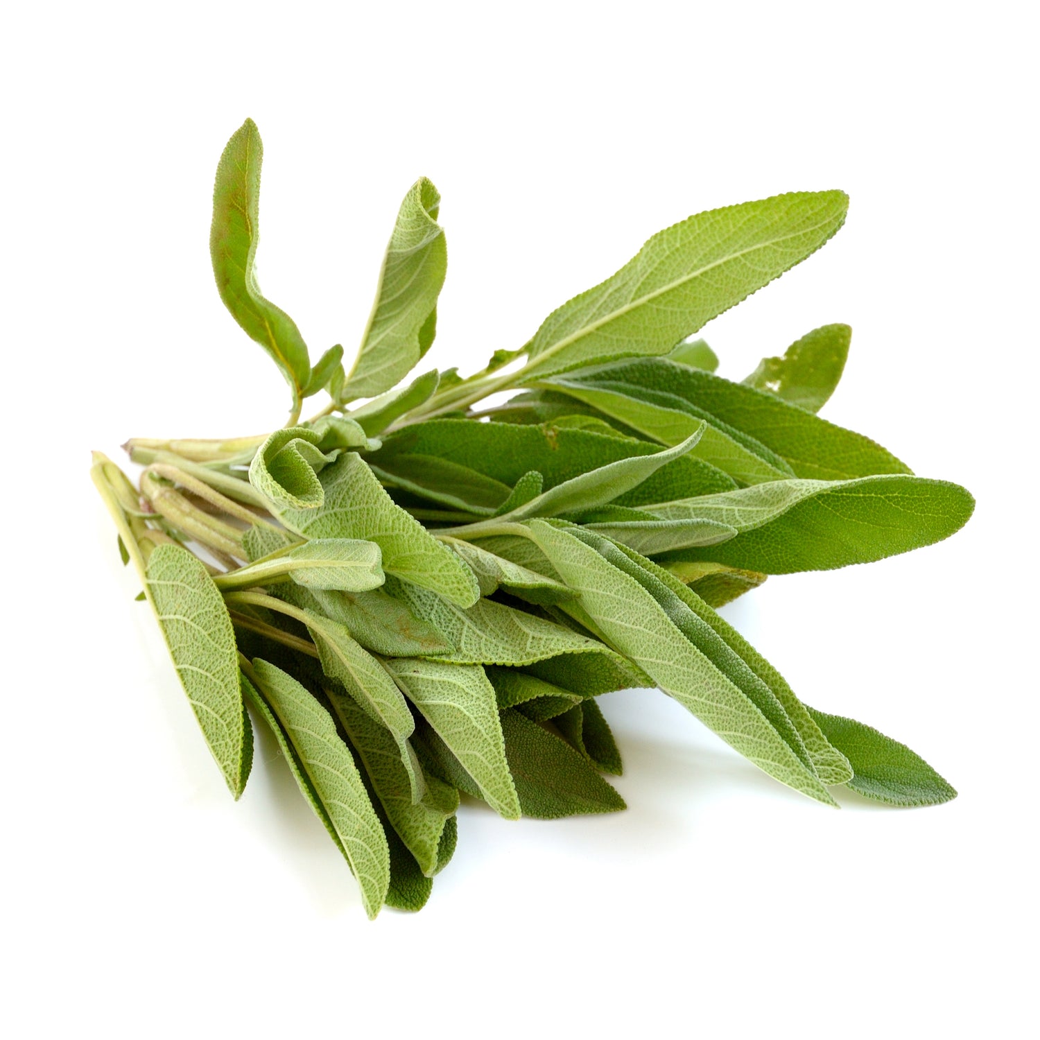 Sage, Broadleaf flower seeds