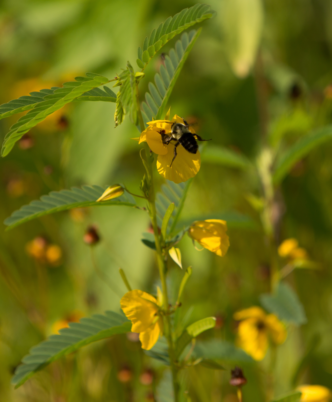 Eastern Pollinator Wildflower Mix garden seeds