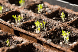 Bentley Seed Set of 20 Vegetable Seed Packets - Bentley Seeds