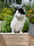 Tuxedo Cat in Catnip - Thank You Fur Real - Catnip Seed Packets - Bentley Seeds