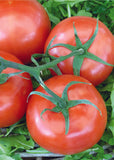 Rutgers Tomato A true classic! Rutgers tomatoes are one of the most flavorable varieties. Perfect for sandwiches. burgers and salads! Bentley Seeds.