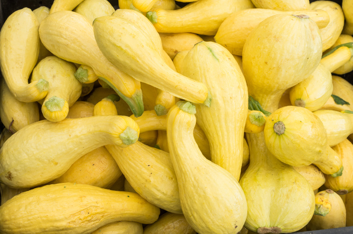 Photo of a pile of Yellow Crookneck Squash