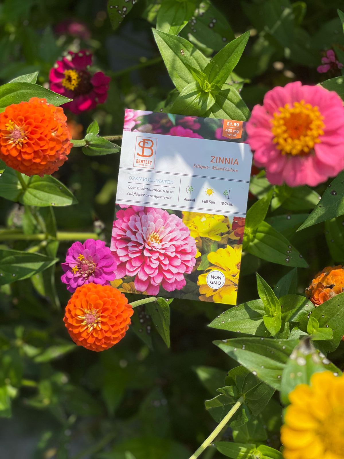 Zinnia, Lilliput Seed Packets seed packet