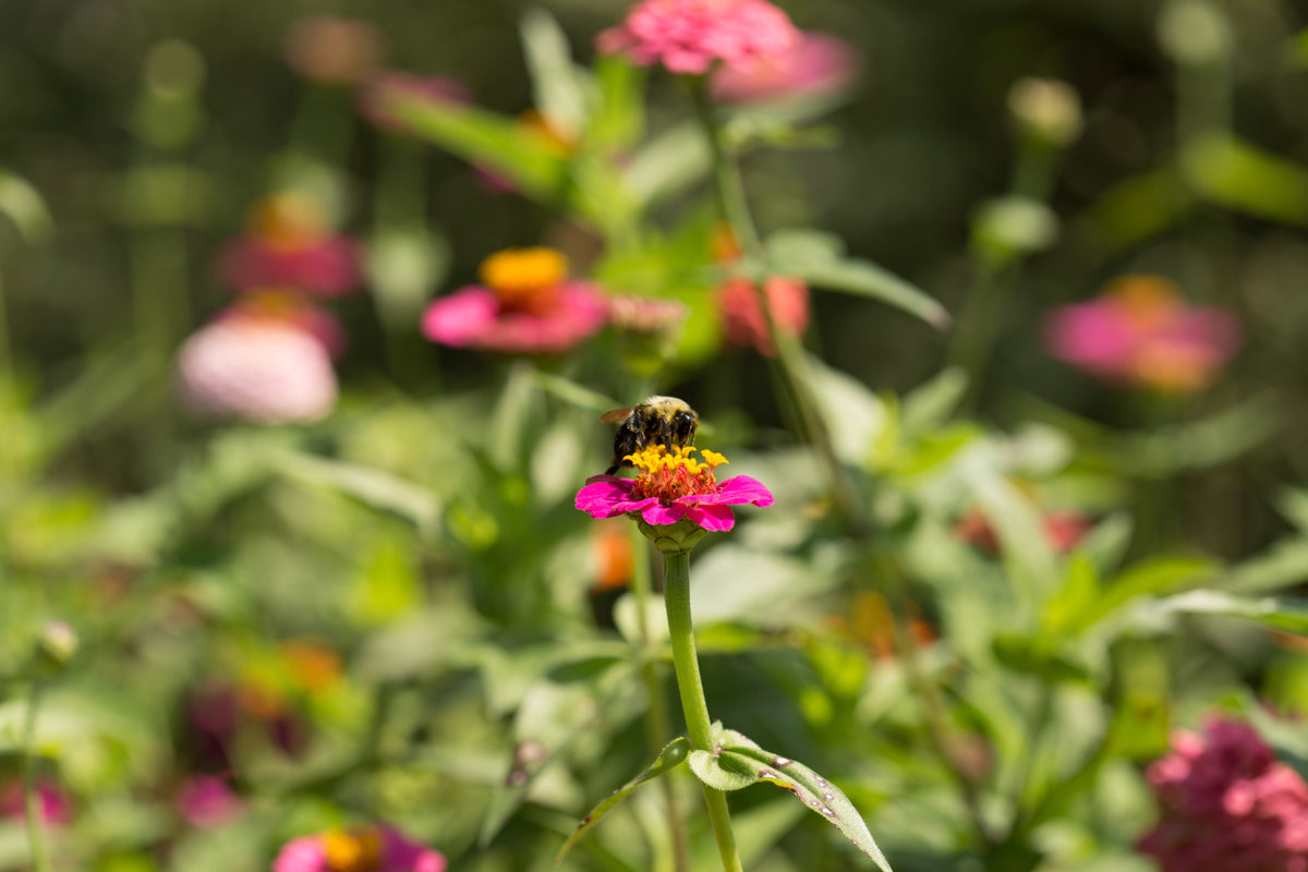 Zinnia, Lilliput Seed Packets seed packet