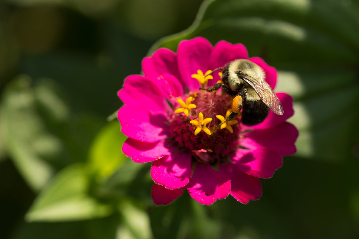 Zinnia, Lilliput Seed Packets seed packet
