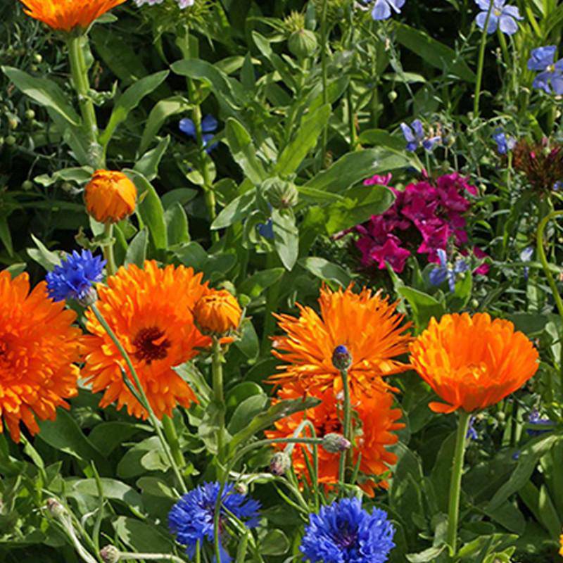 Annual Wildflower Mix seed packet