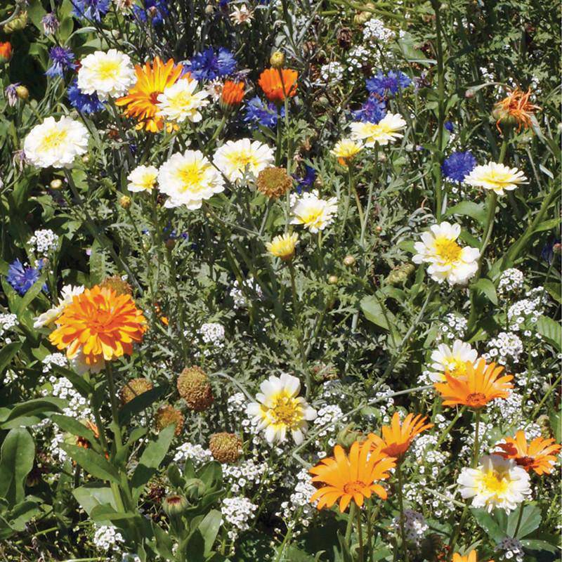 Annual Wildflower Mix seed packet