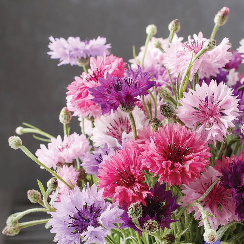 Bachelor Button garden seeds