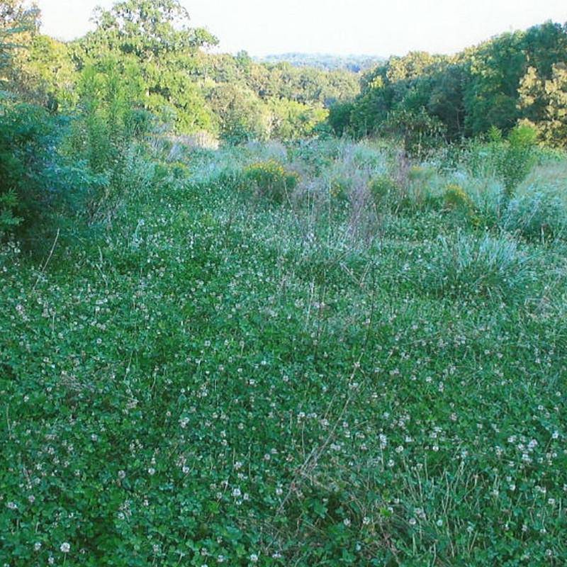 Big Buck Clover Mix seed packet